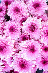 pink chrysanthemum background