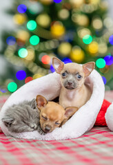 Fototapeta na wymiar Sleepy kitten and two Toy terrier puppies sit together inside santa hat with Christmas tree on background. Empty space for text