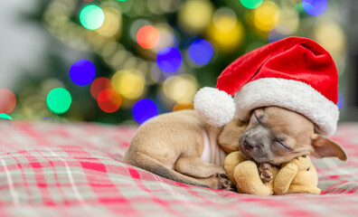 Fototapeta na wymiar Tiny toy terrier puppy wearing a santa hat hugs toy bear and sleeps on festive Christmas background. Empty space for text