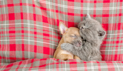Kitten hugs toy terrier puppy and sleeps under blanket on a bed at home. Top down view. Empty space...
