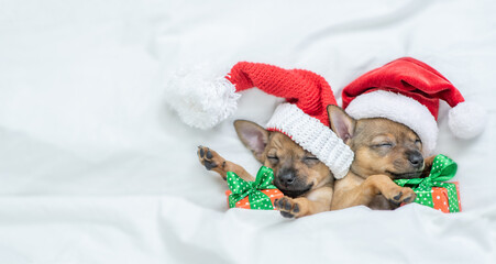 Two Toy terrier puppies wearing red santa's hat sleep under a warm white blanket on a bed at home with gift box. Top down view. Empty space for text
