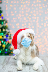 Border collie wearing red santa hat holds protective face mask in it mouth. Empty space for text. Festive background with christmas tree