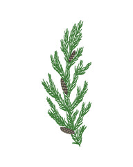 Pine leaves are drawn by hand in an isolated background. Vector elements for christmas and winter design decorations