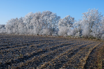 Winterlandschaft: Bäume und eine Hecke mit Raureif und hinter einem gepflügten Feld / Acker