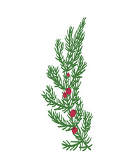 Pine leaves are drawn by hand in an isolated background. Vector elements for christmas and winter design decorations