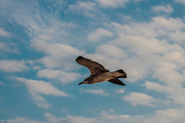 Gaviota en pleno vuelo con cielo azul y nubes