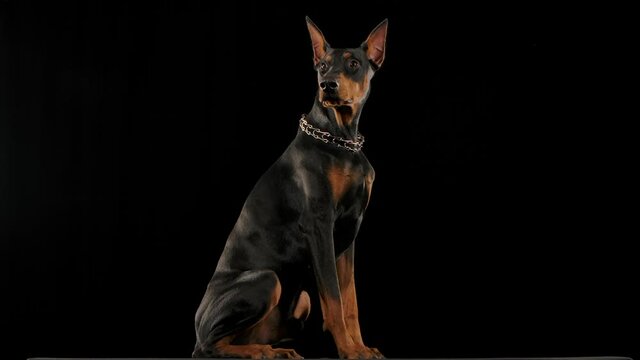Doberman pinscher isolated in the studio on a black background. The dog performs the commands to sit and lie down in slow motion. Pet training. Close up.