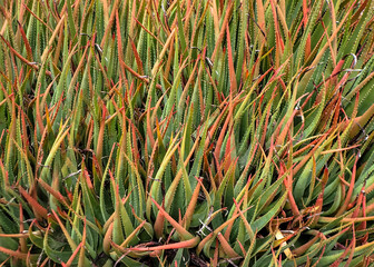 Obraz premium Multiple Aloe Plants