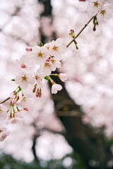 春の日差しの中で愛でる桜