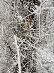 snow covered branches