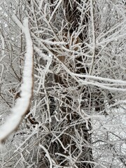 tree in snow