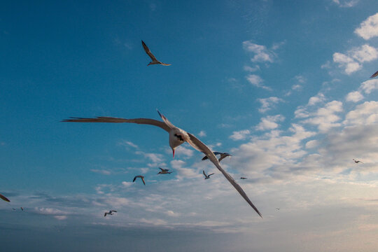 gaviota colando sobre un cielo azul 