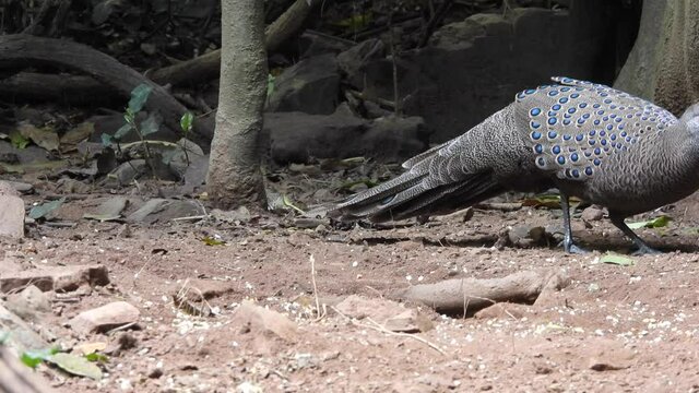 Grey Peacock-Pheasant, Birds of Thailand 