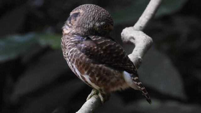 Asian barred owlet (Glaucidium cuculoides) sitting on a branch