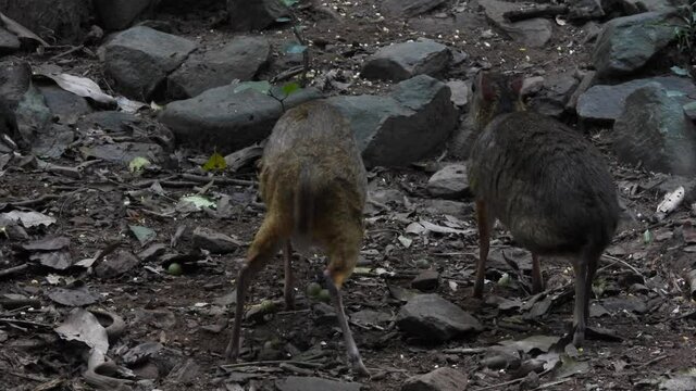 Lesser mouse-deer (Tragulus kanchil) walking in real nature at Kengkracharn National Park,Thailand