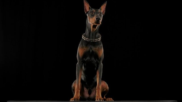 Frontal portrait of a Doberman Pinscher sitting in a studio against a black background. The dog turns its head and licks its lips in slow motion. Close up.