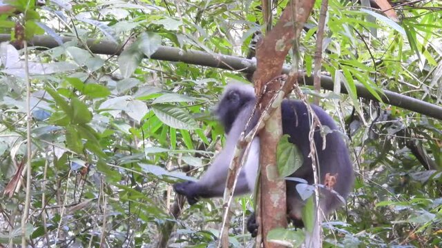 dusky leaf monkeys in tropical rainforest