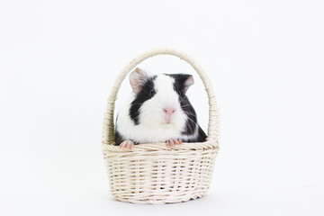 guinea pig on the white background