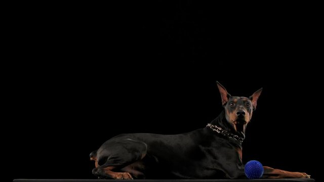 Doberman Pinscher lies and wiggles its triangular ears in a funny way. Next to the dog is her toy blue ball. The pet is isolated on a black background in slow motion. Close up.