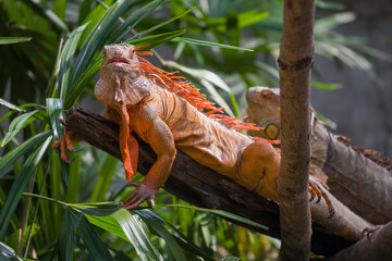 Common Iguana (Iguana iguana) on a dry tree