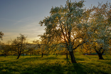 Birnbaum in den Streuobstwiesen bei Dettingen/Teck