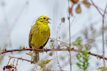 Goldammer (Emberiza citrinella) Männchen