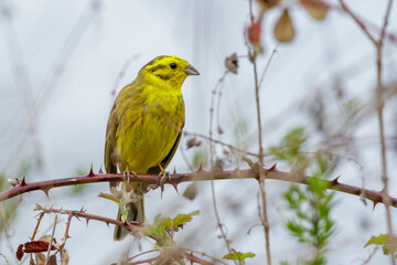 Goldammer (Emberiza citrinella) Männchen