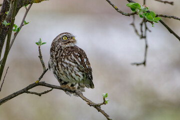 Steinkauz (Athene noctua)