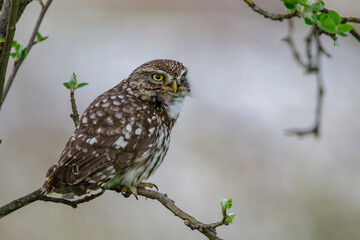 Steinkauz (Athene noctua)
