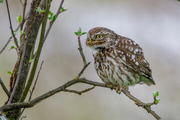 Steinkauz (Athene noctua)