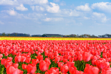 Vibrant tulips field in Netherlands 