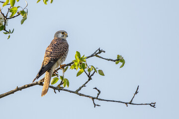 Turmfalke (Falco tinnunculus) Männchen