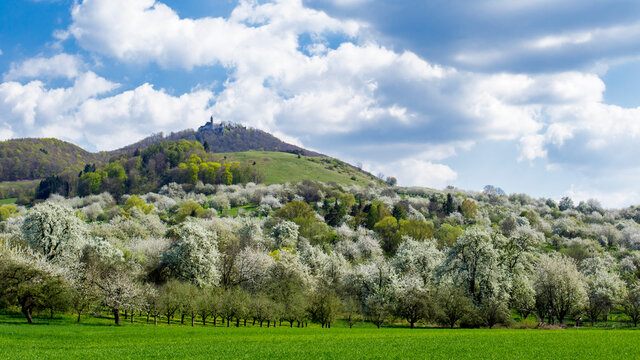 Streuobstwiesen mit Burg Teck, Owen, Baden-W&uuml;rttemberg