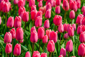 Pink tulips flowers close up view