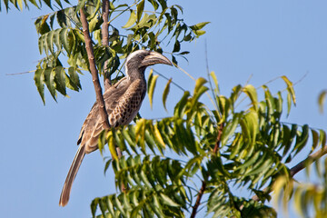 African Grey Hornbill (Tockus nasutus) female perched in a tree, Gambia.