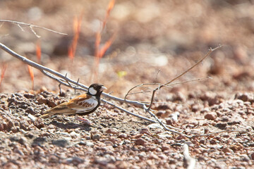 Chestnut-backed Sparrow-lark (Eremopterix nigriceps), male on the ground, Gambia.