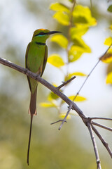 Little Green Bee-eater (Merops orientalis), perched, Gambia.