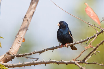 Village Indigobird (Vidua chalybeata) male in breeding plumage, Gambia.
