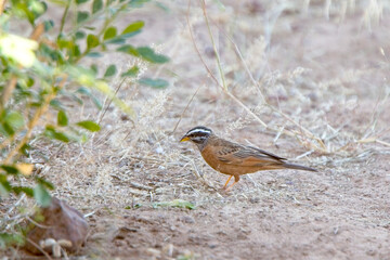 Cinnamon-breasted Bunting (Emberiza tahapisi), male on the ground, Gambia.