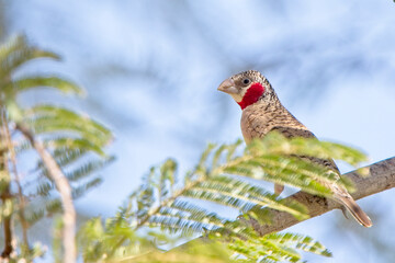 Cut-throat Finch (Amadina fasciata), male perched in a tree, Gambia.