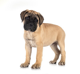 puppy bullmastiff in studio