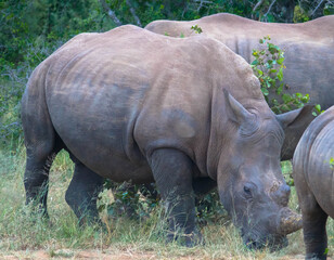 Obraz premium The white rhinoceros or square-lipped rhinoceros is the largest extant species of rhinoceros. Scene at a game drive in National Park South Africa.