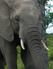 Portrait of young african Elephant in the African savanna. Scene at a game drive in National Park South Africa.