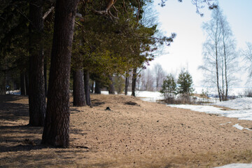winter pine forest and sand