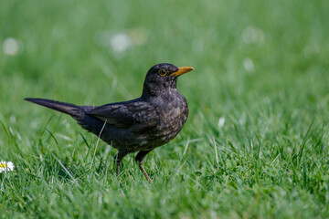 Amsel (Turdus merula) Männchen