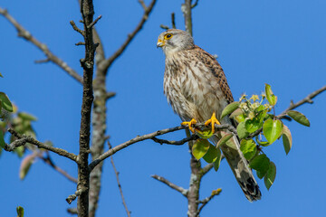 Turmfalke (Falco tinnunculus) Männchen
