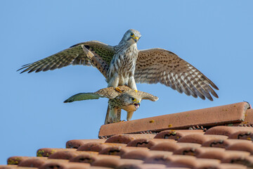 Turmfalke (Falco tinnunculus) Paarung
