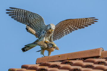 Turmfalke (Falco tinnunculus) Paarung
