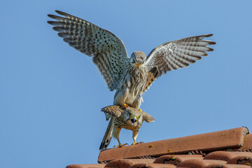 Turmfalke (Falco tinnunculus) Paarung