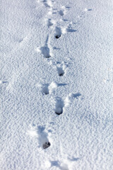 Dog footprints in the snow.